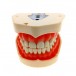 Tipodonto Adulto Compatible ANA4 de 28 Dientes, Sin Articulador Masters